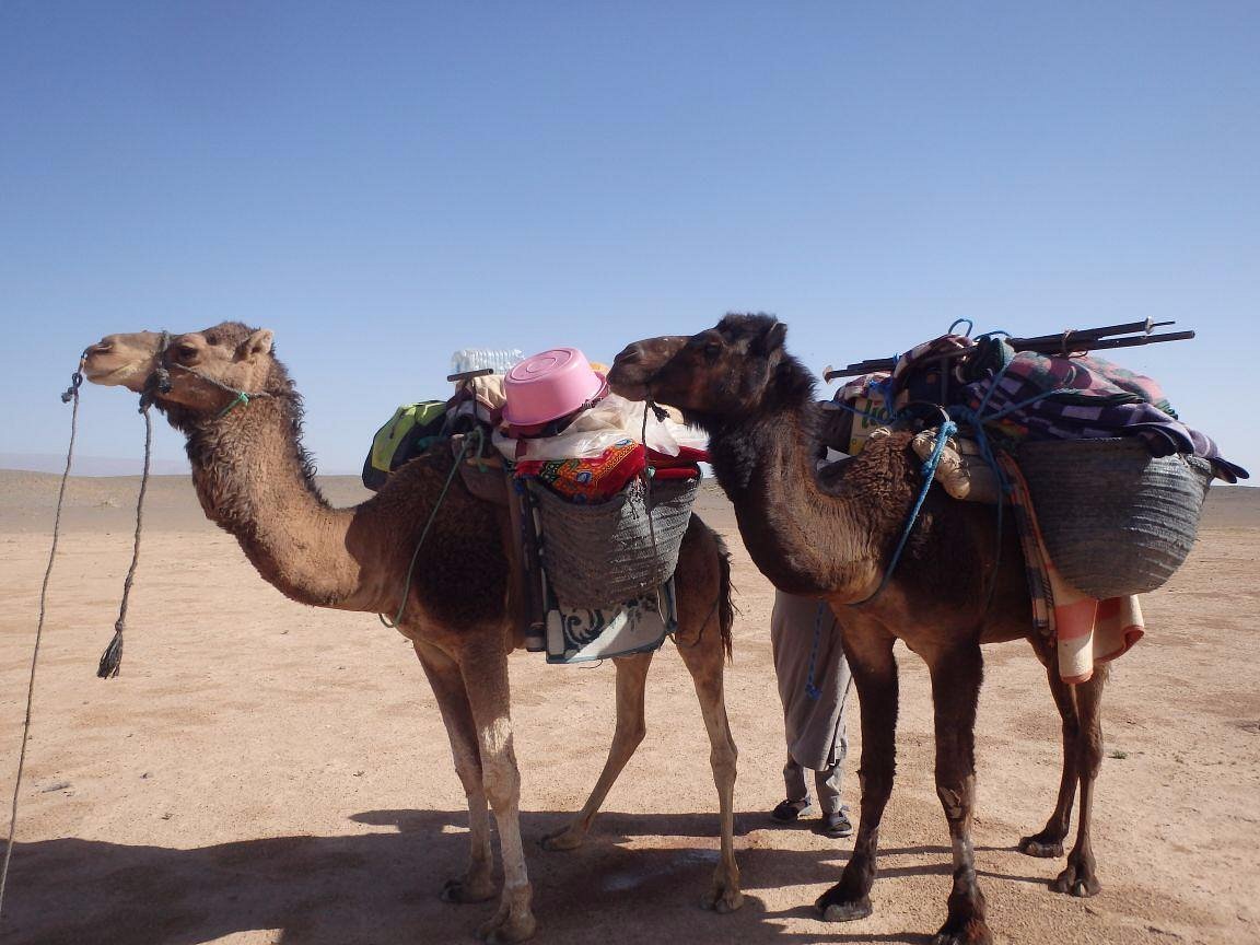 Camel ride in the Sahara desert